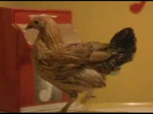 Riverview Chicken