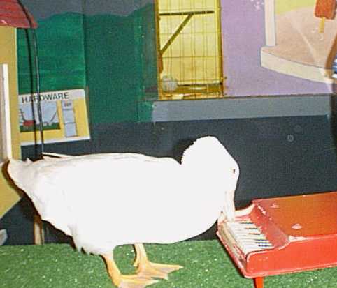 Riverview Duck